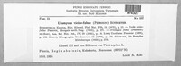 Uromyces viciae-fabae image